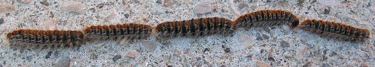 Traumatocampa pityocampa